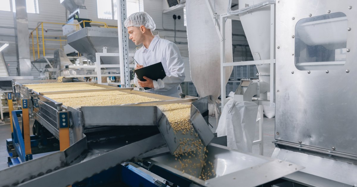 A worker oversees a conveyor belt transporting cedar nuts in a food processing plant, inspecting them for quality.